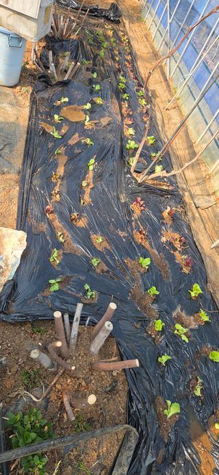 김성필님의 기타작물 · 영농일지 작성글 사진