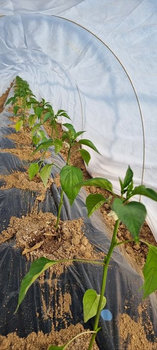 한밭농원님의 감자 · 영농일지 작성글 사진