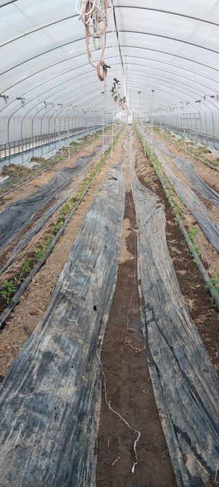 이사룡님의 고추 · 영농일지 작성글 사진