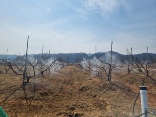 해찬들농원님의 복숭아 · 영농일지 작성글 사진