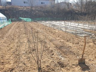 샤이니바다님의 기타작물 · 영농일지 작성글 사진