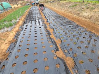 장흥식님의 기타작물 · 영농일지 작성글 사진