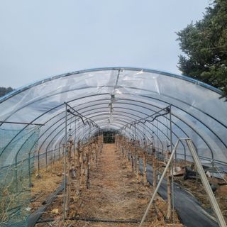 오학봉(멀티팜)님의 기타작물 · 영농일지 작성글 사진