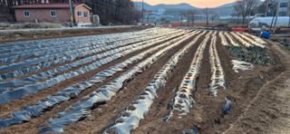 골드래곤님의 감자 · 영농일지 작성글 사진