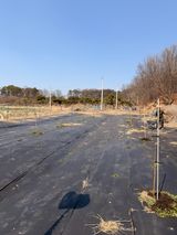 팜모닝 복숭아·영농일지 게시글 이미지