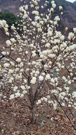 김동명님의 기타작물 · 영농일지 작성글 사진