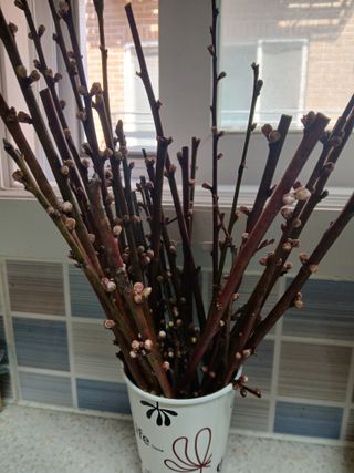 인생은 소풍처럼~님의 기타작물 · 영농일지 작성글 사진