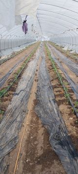 팜모닝 고추·영농일지 게시글 이미지