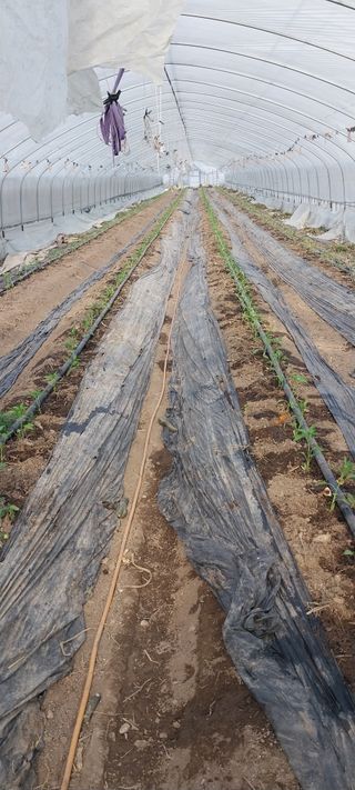 이사룡님의 고추 · 영농일지 작성글 사진