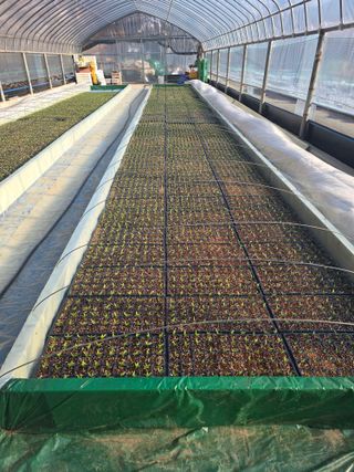 gigibae111님의 고추 · 영농일지 작성글 사진