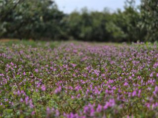 산방자연농원님의 기타작물 · 영농일지 작성글 사진
