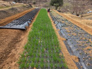 장흥식님의 기타작물 · 영농일지 작성글 사진