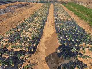 김도훈님의 파 · 영농일지 작성글 사진