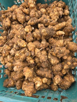 밥김님의 감자 · 영농일지 작성글 사진