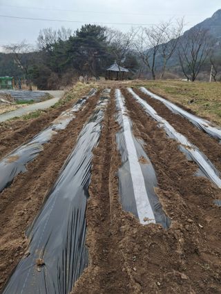 이병찬님의 감자 · 영농일지 작성글 사진