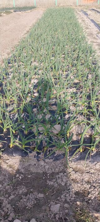 주말 텃밭 농부님의 기타작물 · 영농일지 작성글 사진