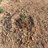 팜모닝 기타작물·영농일지 게시글 이미지