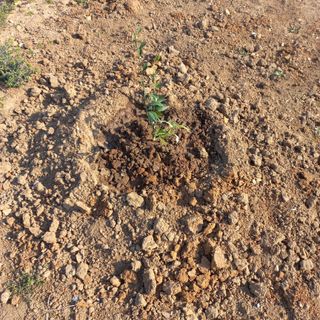 김건우님의 기타작물 · 영농일지 작성글 사진