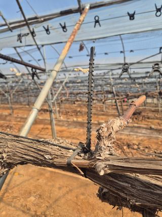 정서연님의 포도 · 영농일지 작성글 사진