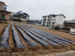 조정분(사랑이엄마)님의 기타작물 · 영농일지 작성글 사진