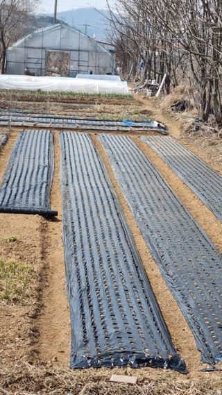 김지철님의 기타작물 · 영농일지 작성글 사진