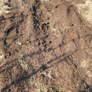 화려한이글님의 기타작물 · 영농일지 작성글 사진