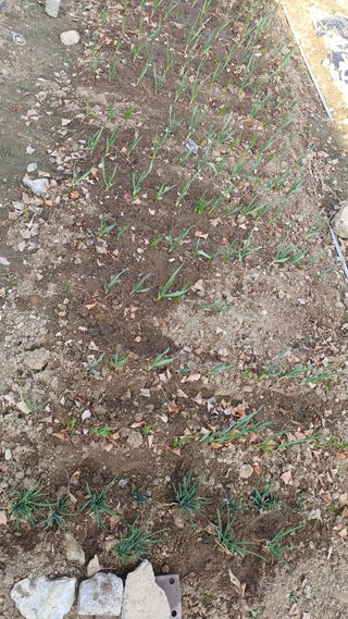 박순덕님의 배추 · 영농일지 작성글 사진