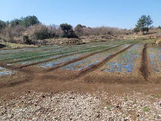 개인교수님의 마늘 · 영농일지 작성글 사진