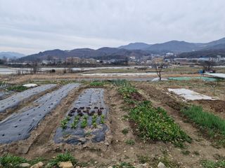 텃밭농사초보님의 기타작물 · 영농일지 작성글 사진