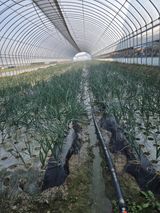 팜모닝 기타작물·영농일지 게시글 이미지