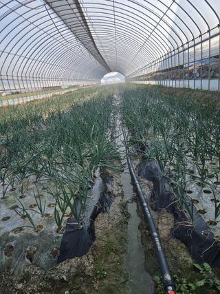 이낙훈님의 기타작물 · 영농일지 작성글 사진