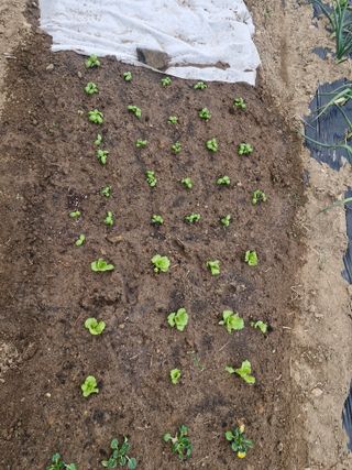 텃밭농사초보님의 기타작물 · 영농일지 작성글 사진