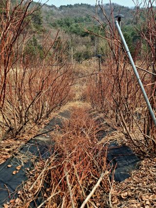 황인근님의 블루베리 · 영농일지 작성글 사진