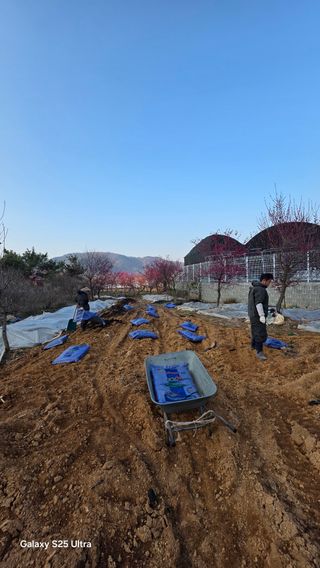 최연태님의 기타작물 · 영농일지 작성글 사진