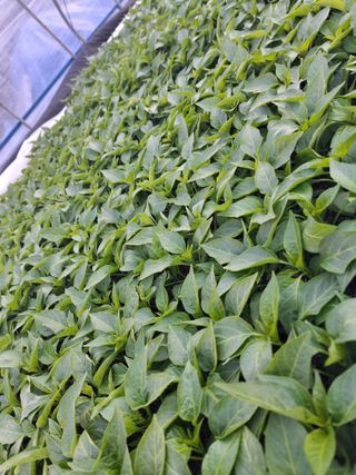 이.일신.꽃분아빠님의 기타작물 · 영농일지 작성글 사진