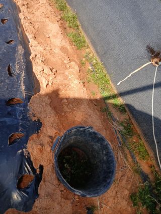 최유순님의 마늘 · 영농일지 작성글 사진