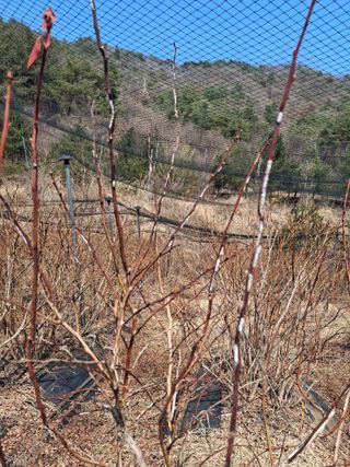 황인근님의 블루베리 · 영농일지 작성글 사진