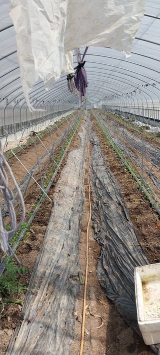 이사룡님의 고추 · 영농일지 작성글 사진