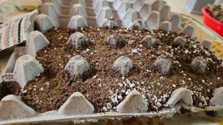 최명환님의 파 · 영농일지 작성글 사진