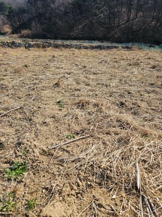 드라곤해드님의 기타작물 · 영농일지 작성글 사진