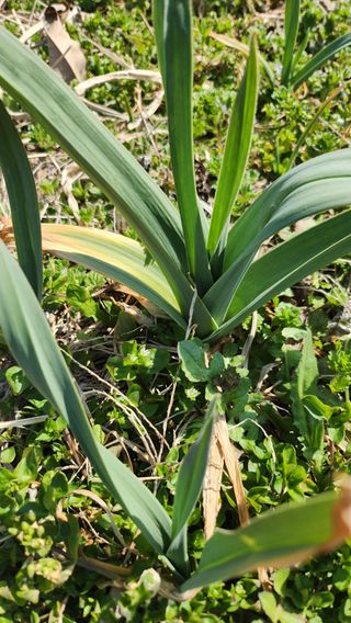 장흥 모경화 님의 마늘 · 영농일지 작성글 사진