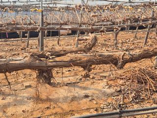 정서연님의 포도 · 영농일지 작성글 사진