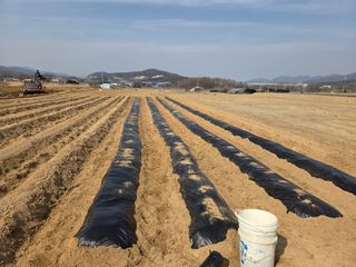 장은주님의 감자 · 영농일지 작성글 사진