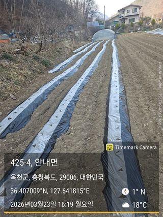 찔레골 양봉 농원님의 감자 · 영농일지 작성글 사진