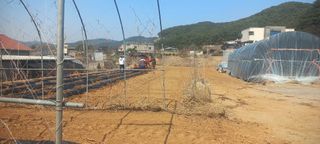 강원도농산물님의 콩 · 영농일지 작성글 사진