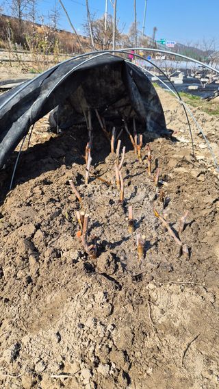 늘푸른 농장주님의 기타작물 · 영농일지 작성글 사진