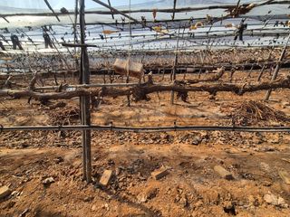 정서연님의 포도 · 영농일지 작성글 사진