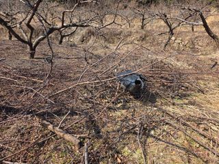 콩7431(팔공산)님의 자두 · 영농일지 작성글 사진
