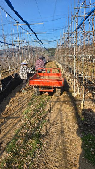 축복의땅 에덴동산님의 사과 · 영농일지 작성글 사진