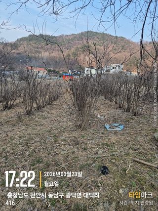 매실21434님의 기타작물 · 영농일지 작성글 사진